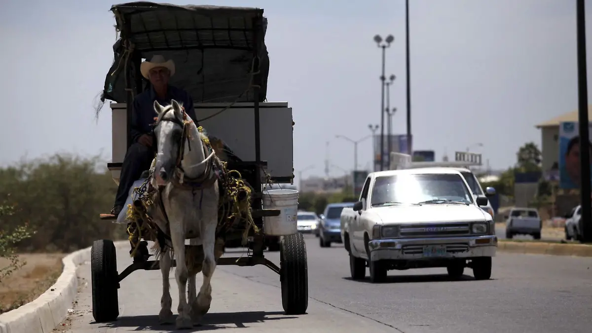 Rescate de caballos carretoneros 3